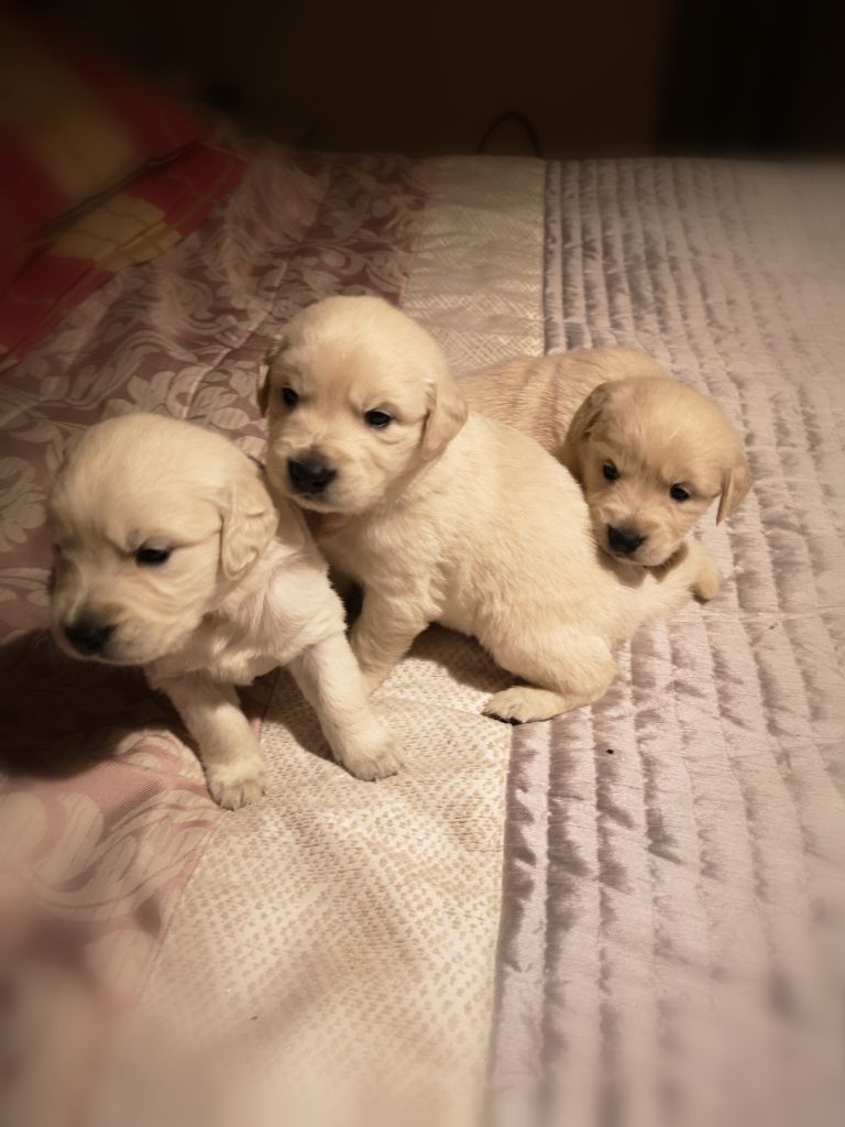 8 chiots Golden retriever LOF à réserver 