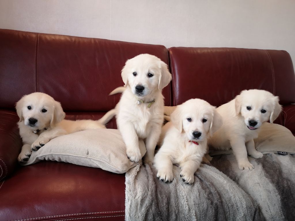 9 chiots Golden Retriever LOF à réserver 