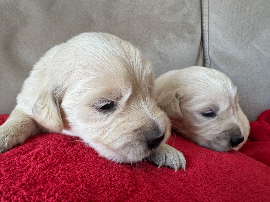Du Pays Des P'tits Ecossais - Chiots disponibles - Golden Retriever