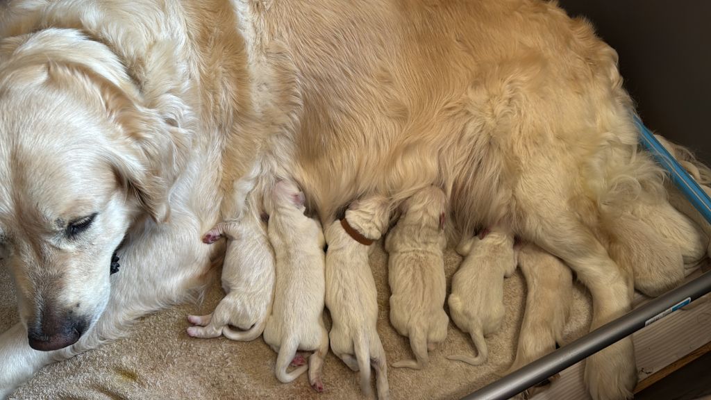 Du Pays Des P'tits Ecossais - Chiots disponibles - Golden Retriever
