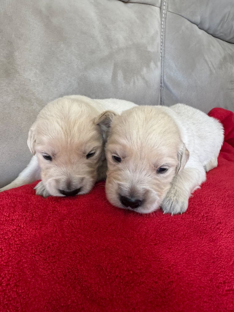 Du Pays Des P'tits Ecossais - Chiots disponibles - Golden Retriever